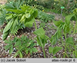 Polygonatum multiflorum Ramosum