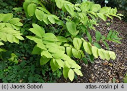 Polygonatum odoratum var. maximowiczii (kokoryczka wonna odm. Maksymowicza)