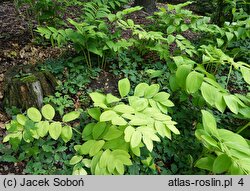 Polygonatum odoratum var. maximowiczii (kokoryczka wonna odm. Maksymowicza)