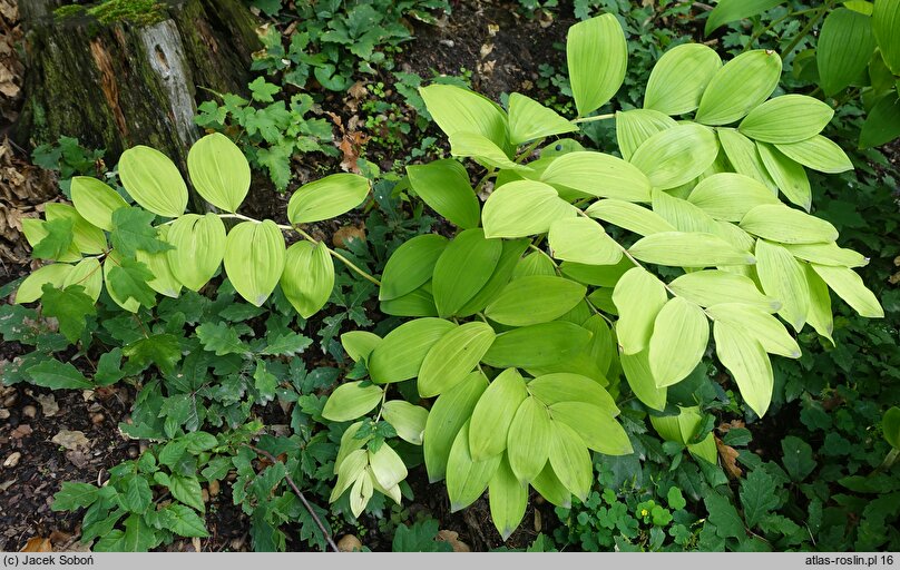 Polygonatum odoratum var. maximowiczii (kokoryczka wonna odm. Maksymowicza)