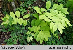 Polygonatum odoratum var. maximowiczii (kokoryczka wonna odm. Maksymowicza)