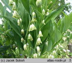 Polygonatum odoratum Plenum