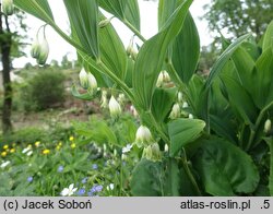 Polygonatum odoratum Plenum