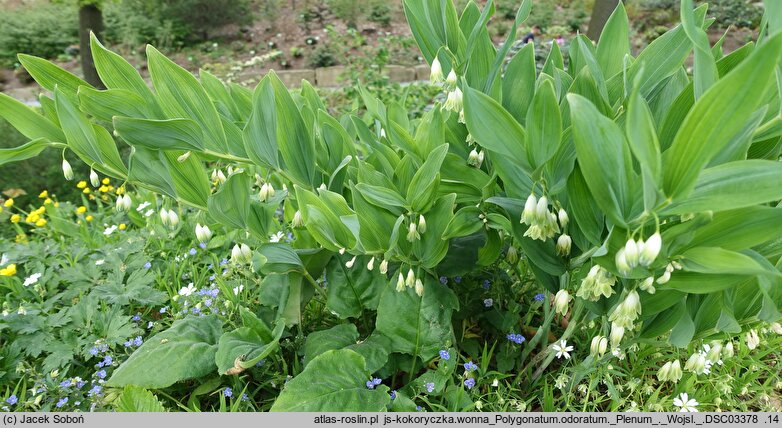 Polygonatum odoratum Plenum