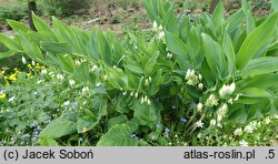 Polygonatum odoratum Plenum