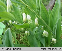 Polygonatum odoratum Plenum