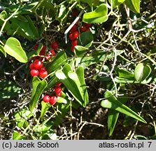 Smilax aspera (kolcorośl szorstki)