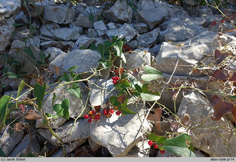 Smilax aspera (kolcorośl szorstki)