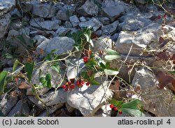 Smilax aspera (kolcorośl szorstki)