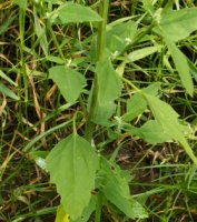 Chenopodium album s.str. (komosa biała (s.str.))