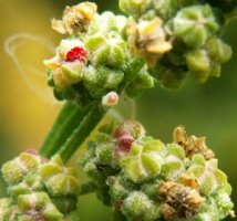 Chenopodium album s.str. (komosa biała (s.str.))