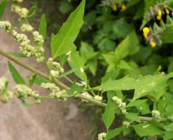 Chenopodium album s.str. (komosa biała (s.str.))