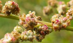 Chenopodium album s.str. (komosa biała (s.str.))