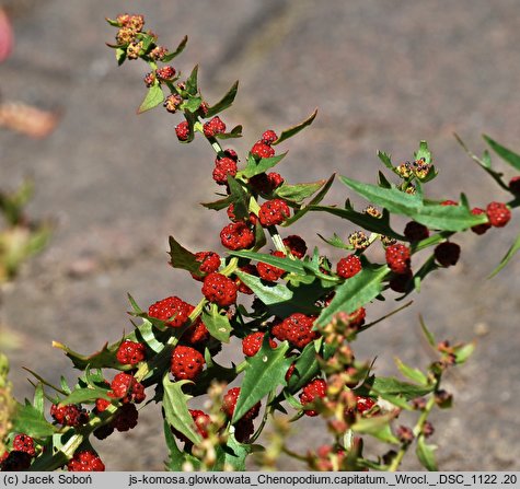 Blitum capitatum (komosa główkowata)