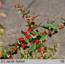 Blitum capitatum (komosa główkowata)