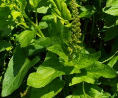 Chenopodium bonus-henricus