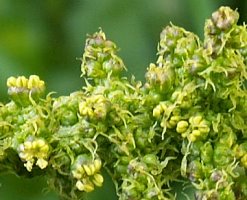 Chenopodium bonus-henricus