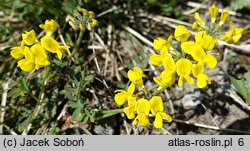 Hippocrepis comosa (konikleca czubata)