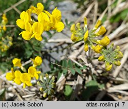 Hippocrepis comosa (konikleca czubata)