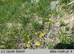 Hippocrepis comosa (konikleca czubata)