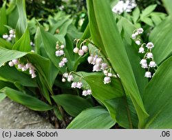 Convallaria majalis Rosea