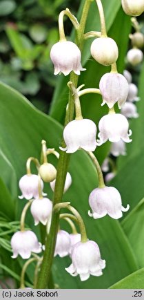 Convallaria majalis Rosea