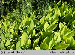 Convallaria majalis Aurea