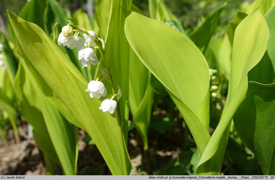 Convallaria majalis Aurea