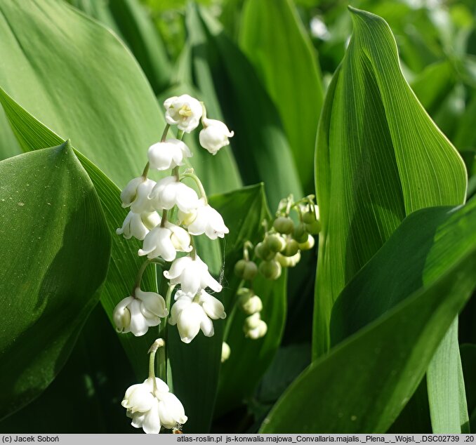 Convallaria majalis Plena