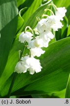 Convallaria majalis Plena