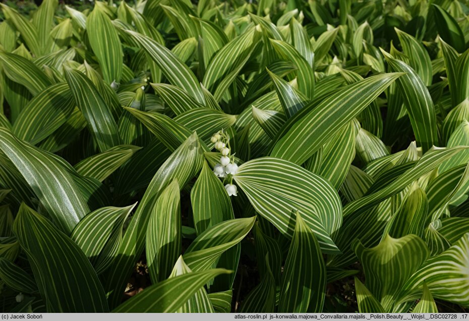 Convallaria majalis Polish Beauty