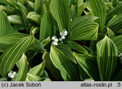 Convallaria majalis Polish Beauty
