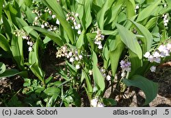 Convallaria majalis Rosea Variegata