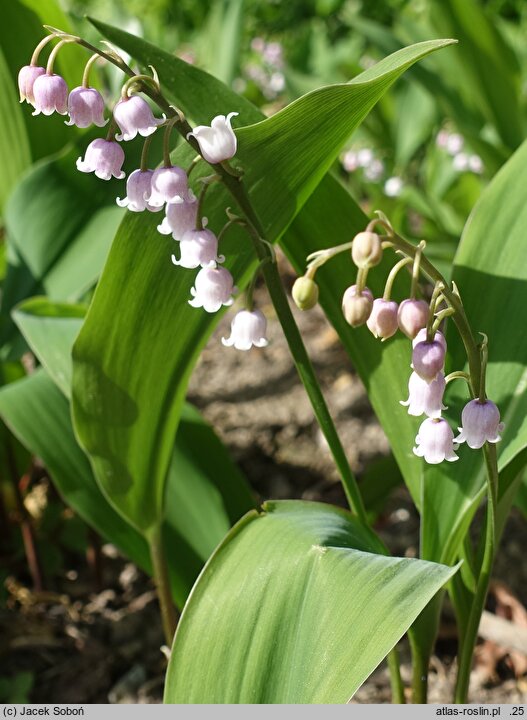 Convallaria majalis Rosea Variegata