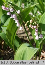 Convallaria majalis Rosea Variegata