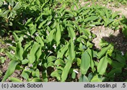 Convallaria majalis Rosea Variegata