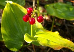 Maianthemum bifolium