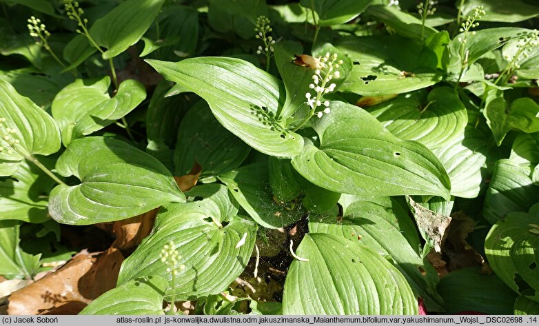 Maianthemum bifolium var. yakushimanum