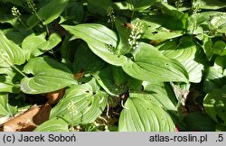 Maianthemum bifolium var. yakushimanum