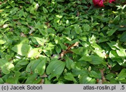 Maianthemum bifolium var. yakushimanum