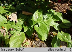 Maianthemum bifolium var. yakushimanum