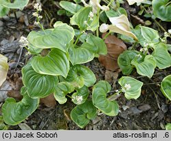 Maianthemum dilatatum (konwalijka kamczacka)