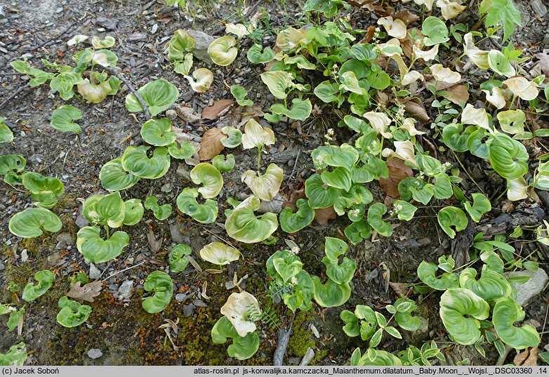Maianthemum dilatatum (konwalijka kamczacka)