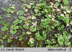 Maianthemum dilatatum (konwalijka kamczacka)