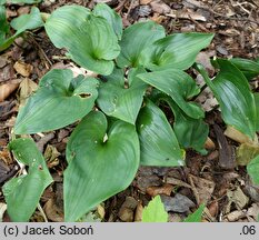 Maianthemum canadense (konwalia kanadyjska)