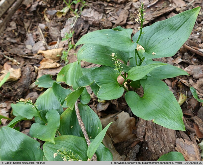 Maianthemum canadense (konwalia kanadyjska)