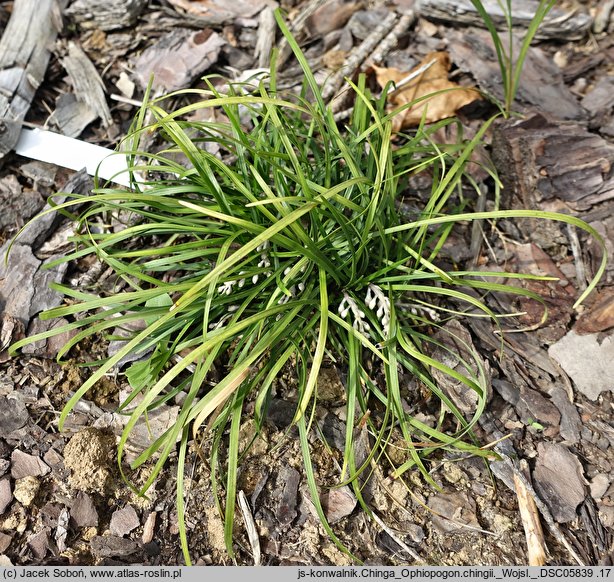 Ophiopogon chingii (konwalnik chinga)