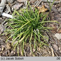 Ophiopogon chingii (konwalnik chinga)