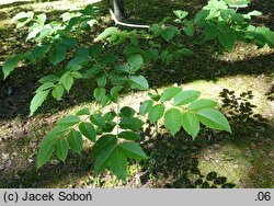 Phellodendron amurense (korkowiec amurski)