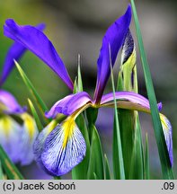 Iris spuria (kosaciec fałszywy)